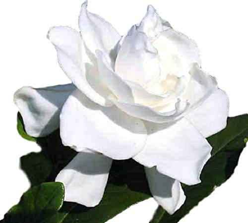 Summer Snow Gardenia Starter Plant 4L W10025