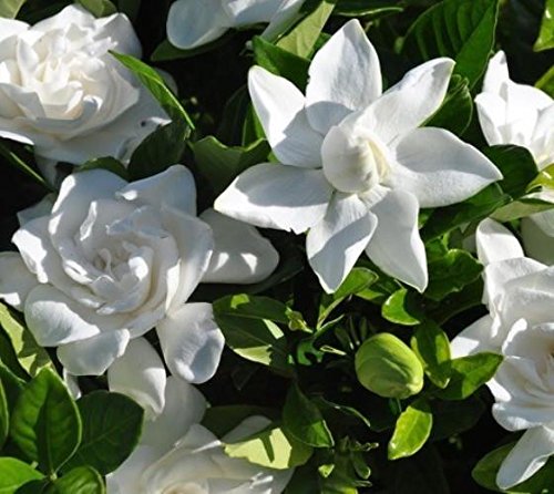 Summer Snow Gardenia Starter Plant 4L W10025