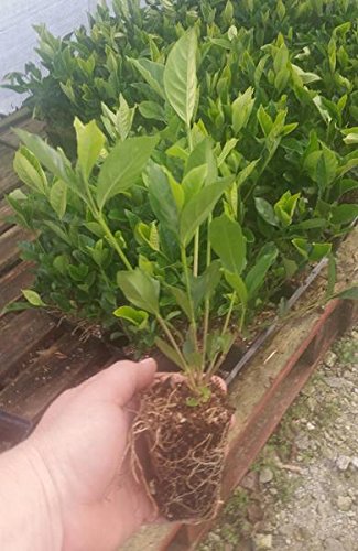 Summer Snow Gardenia Starter Plant 4L W10025