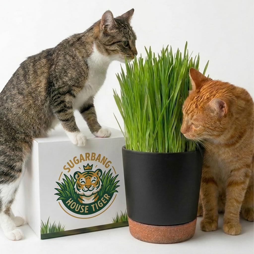 Cat Grass Gift Set with Self-Watering Pot & 3-Pack Refill O9733