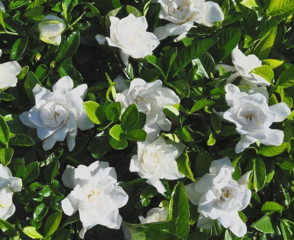 Cold Hardy Fragrant Evergreen Shrub 3 Inch Pot U1808