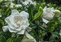 Cold Hardy Fragrant Evergreen Shrub 3 Inch Pot U1808
