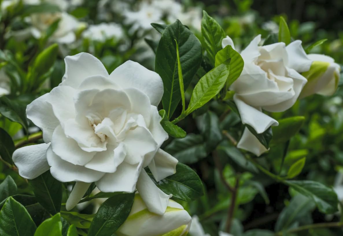 Cold Hardy Fragrant Evergreen Shrub 3 Inch Pot U1808