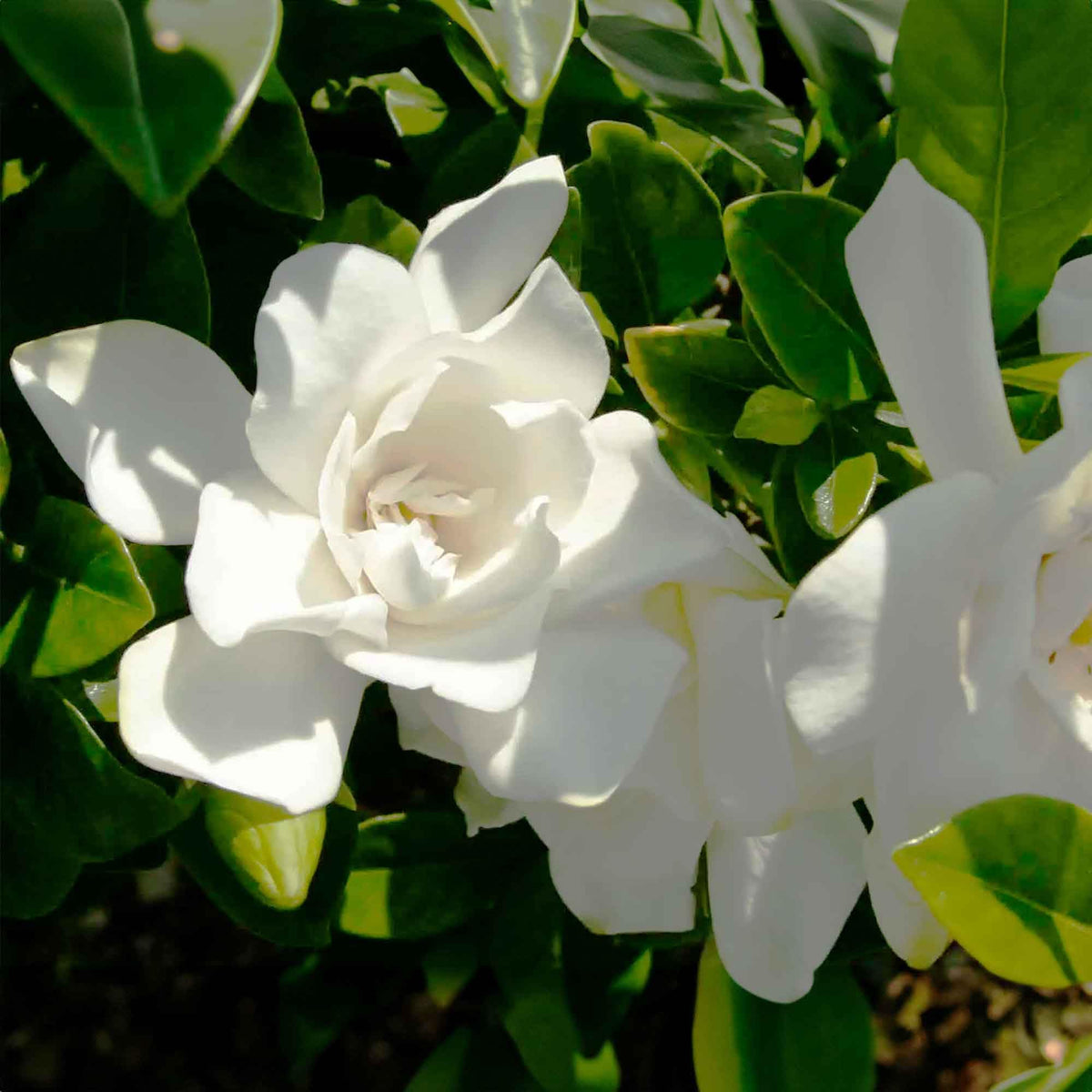 Gardenia Live Plant 1 Gallon Y92577