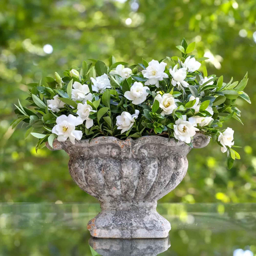 Gardenia Live Plant 1 Gallon Y92577
