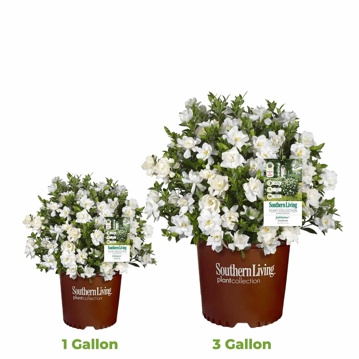 Gardenia Live Plant 1 Gallon Y92577