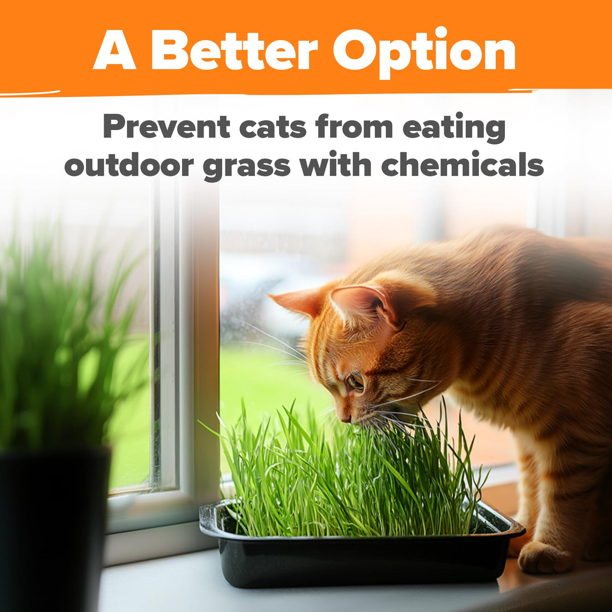 Organic Cat-Grass Seed Mix 4 oz J653340
