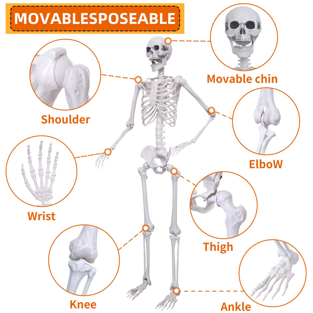 5.4ft Posable Full Body Skeleton W76476