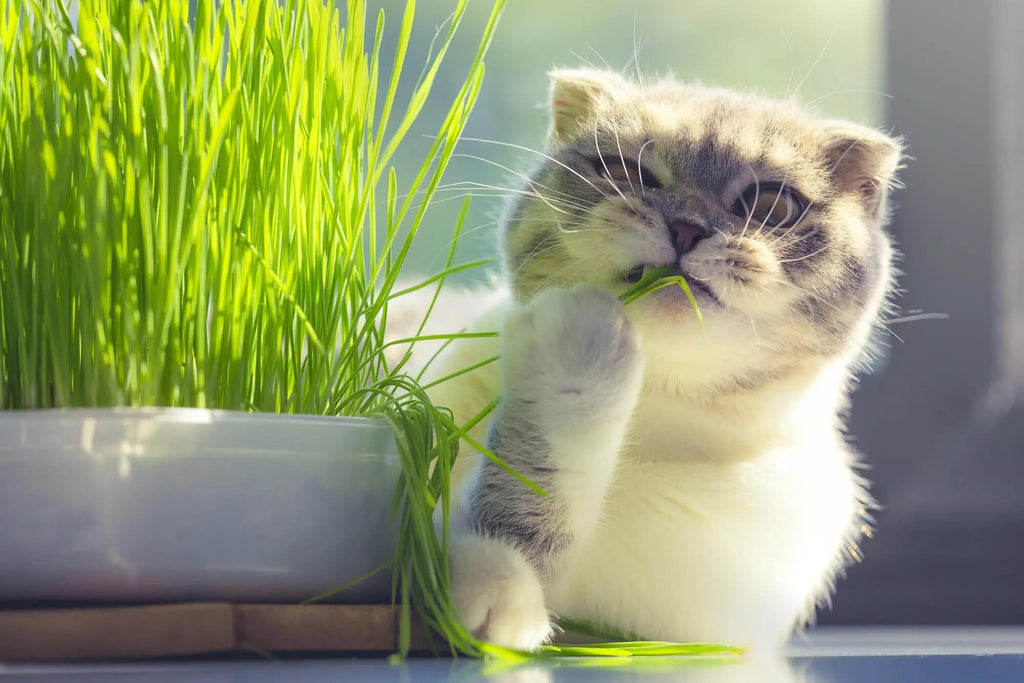 Organic Cat Grass Growing Medium 2 QUARTS M4461