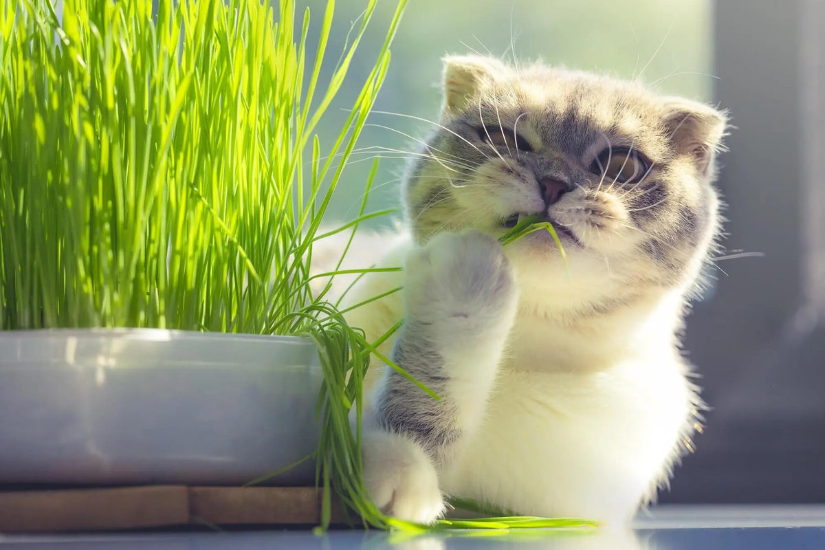Organic Cat Grass Growing Medium 2 QUARTS M4461