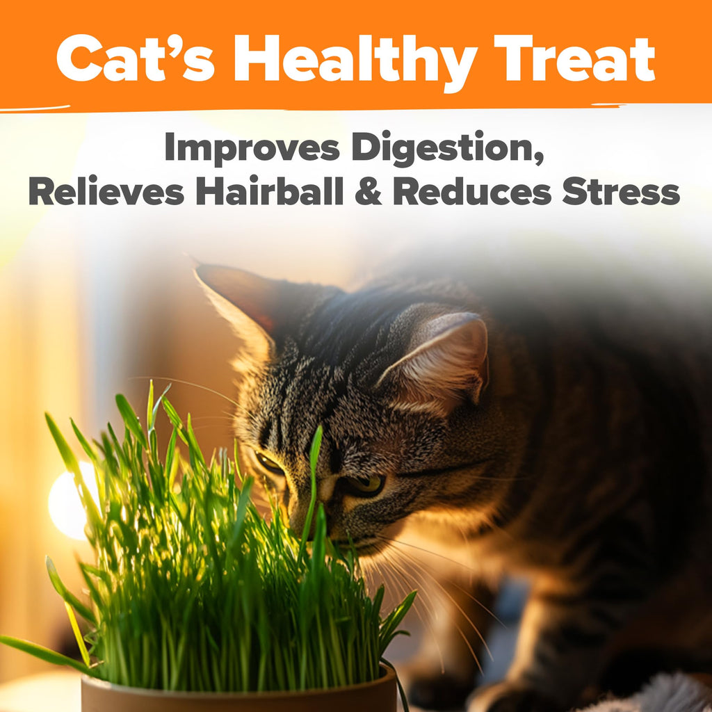 Organic Cat-Grass Seed Mix 4 oz J653340