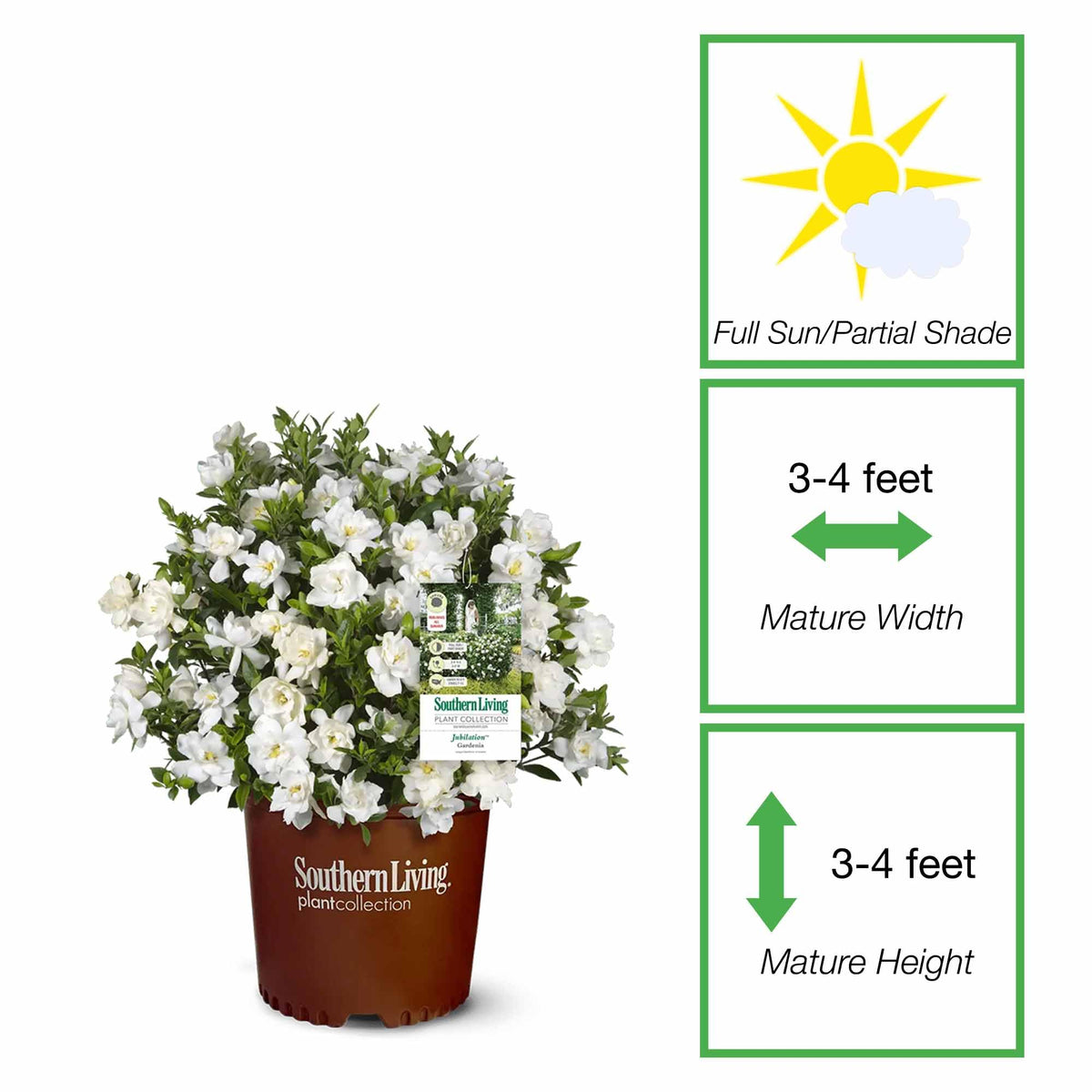 Gardenia Live Plant 1 Gallon Y92577