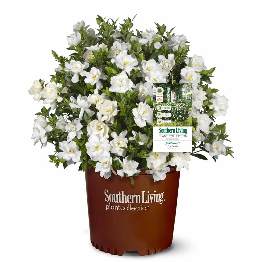 Gardenia Live Plant 1 Gallon Y92577
