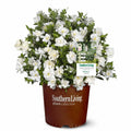 Gardenia Live Plant 1 Gallon Y92577
