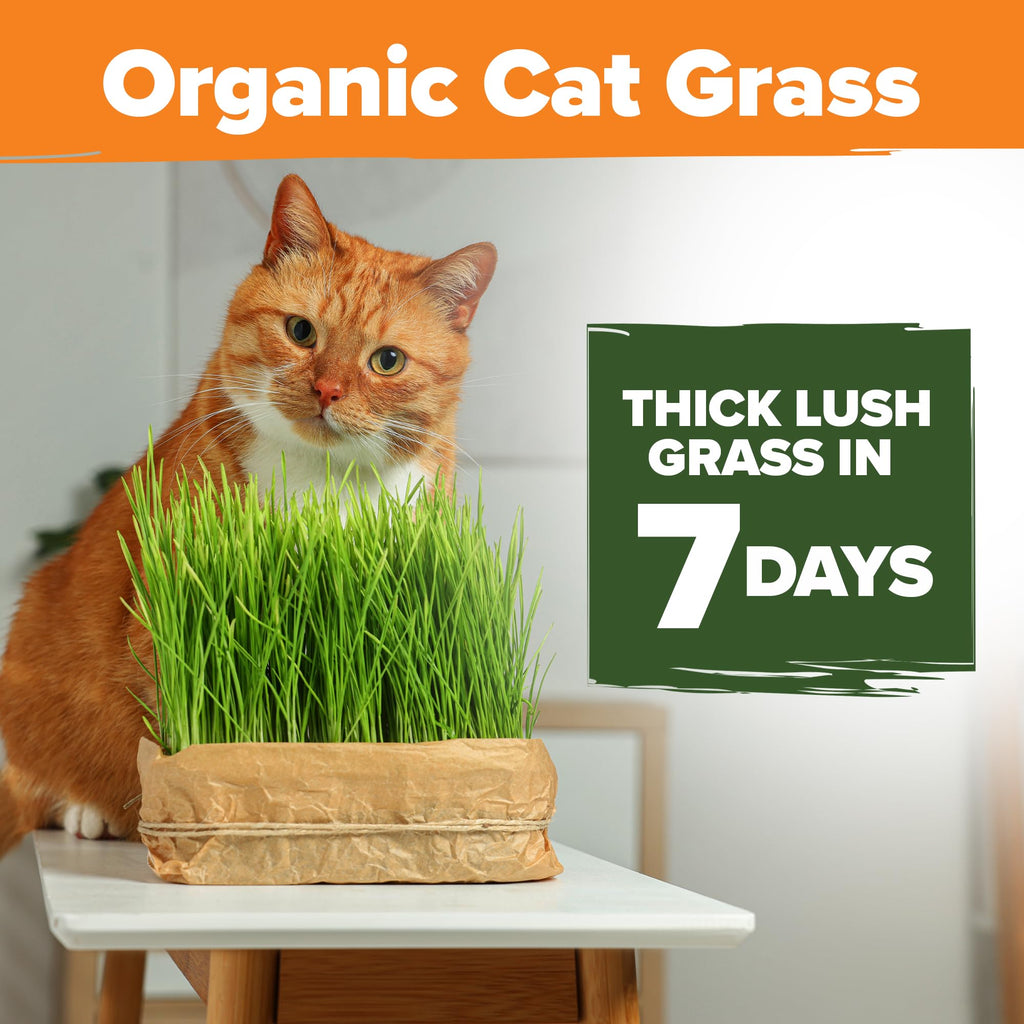 Organic Cat-Grass Seed Mix 4 oz J653340