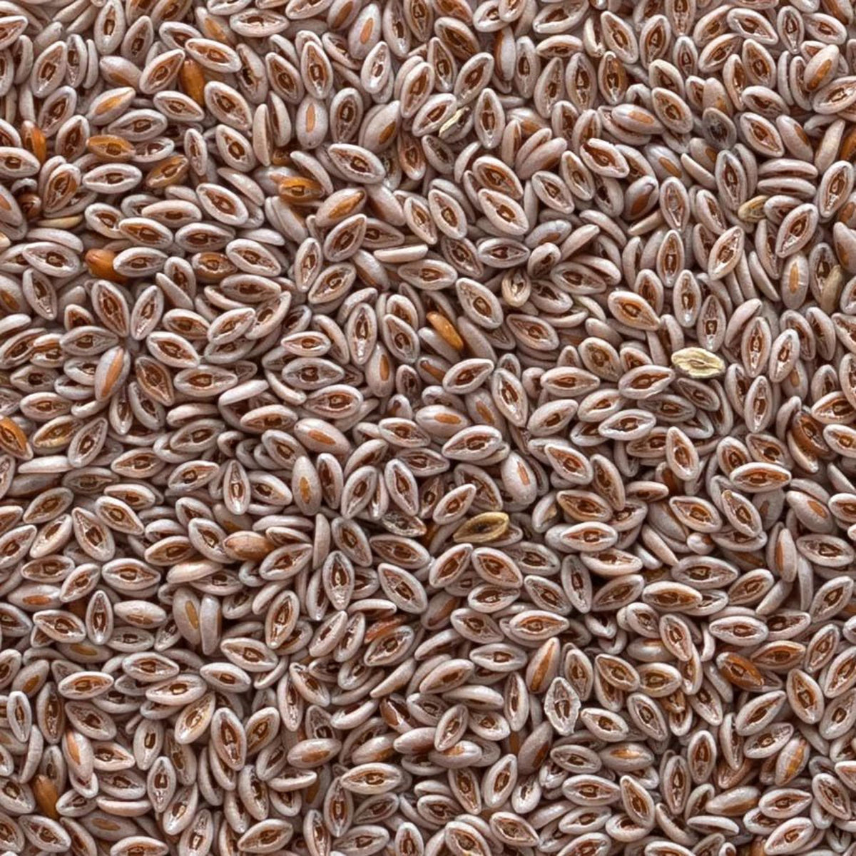 Organic Whole Psyllium Seed 1lb L825