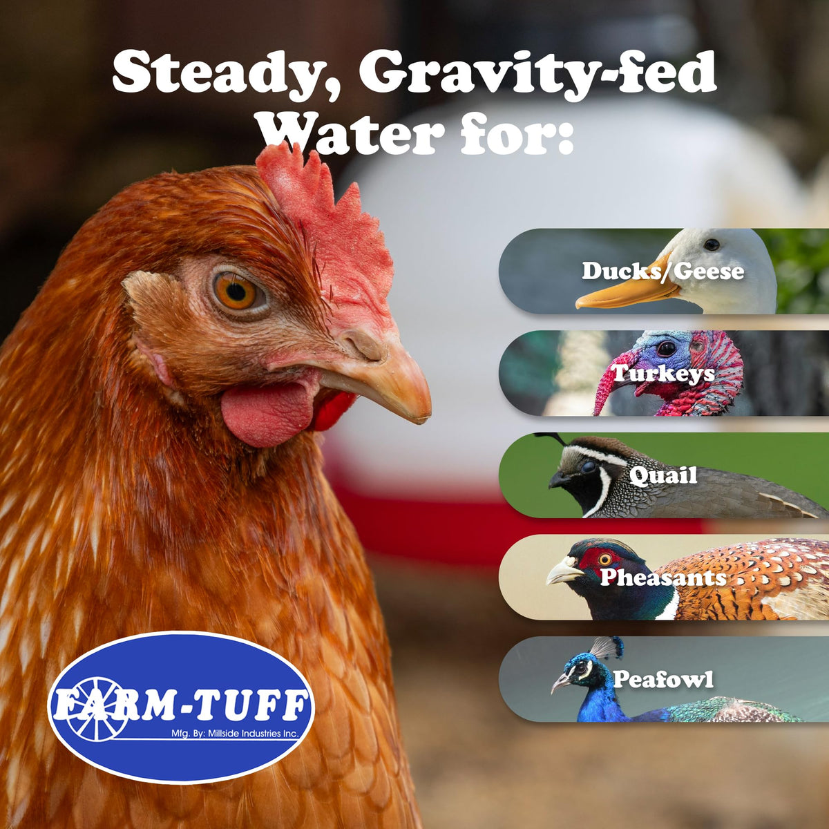 3 Gallon BPA-Free Plastic Hanging Chicken Waterer Y38494