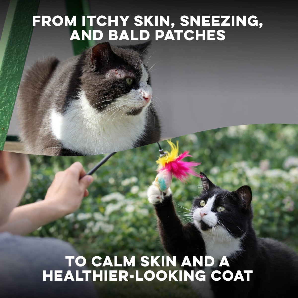 Cat Itchy Skin Relief & Hair Loss Treatment 400 Pills I9087